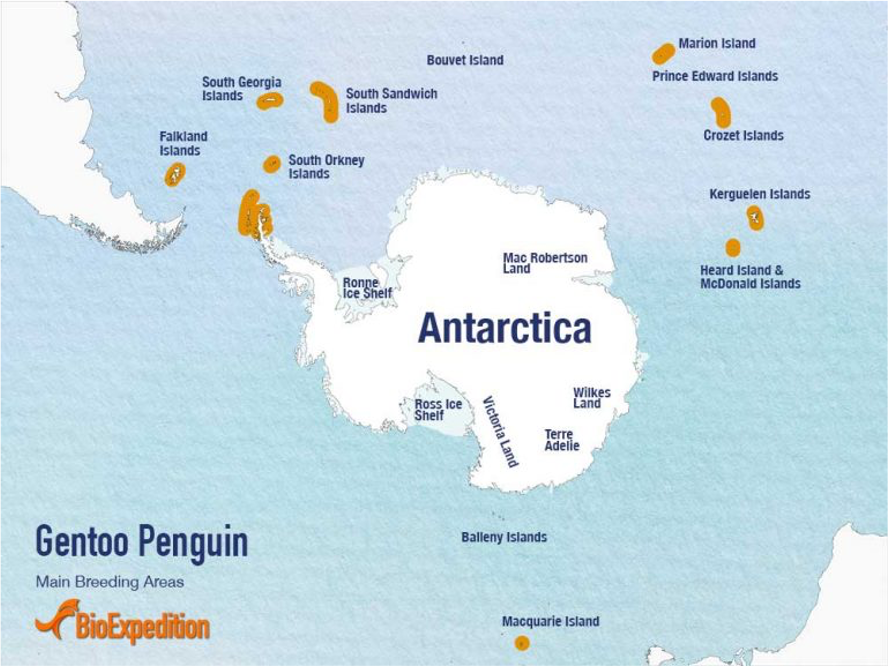 金图企鹅的分布区域