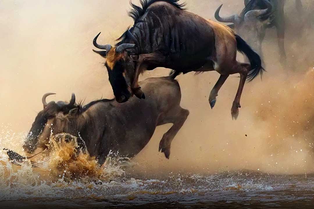 肯尼亚动物大迁徙旅行