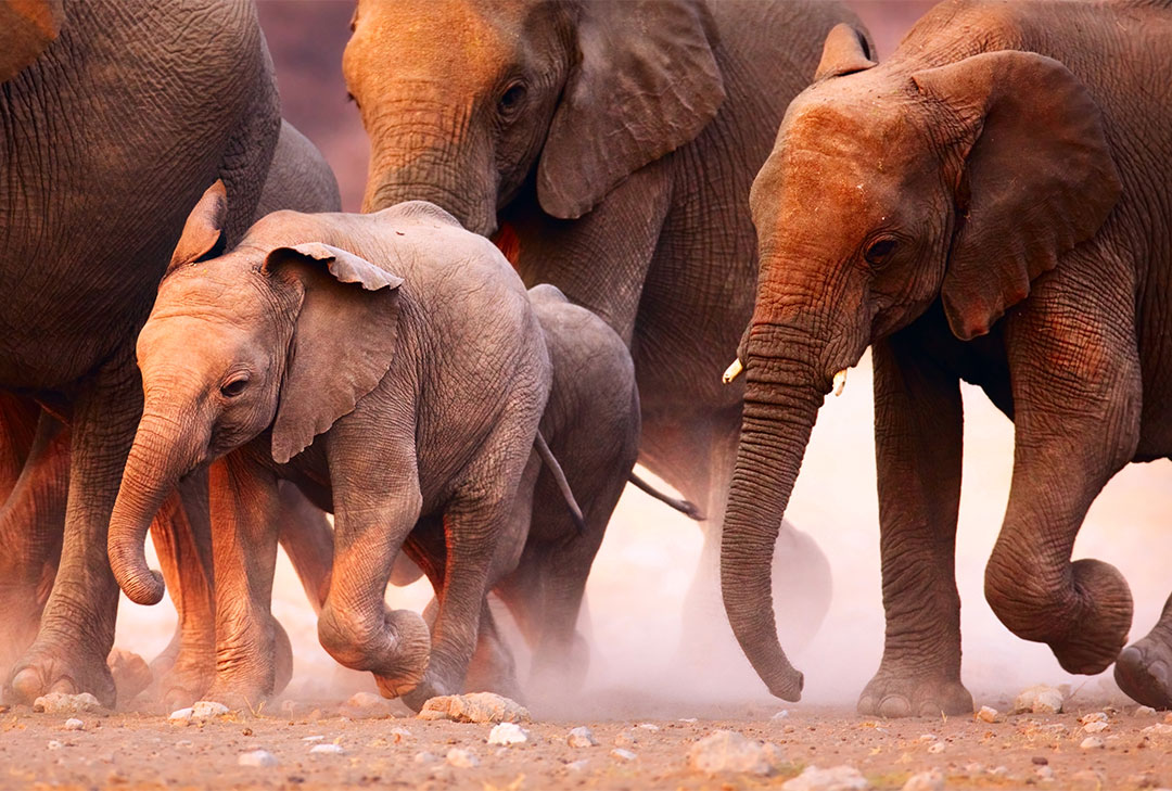 纳米比亚旅行看大象