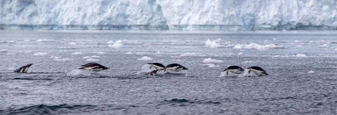 乌斯怀亚11天跨南极圈极地旅行行程路线示意图