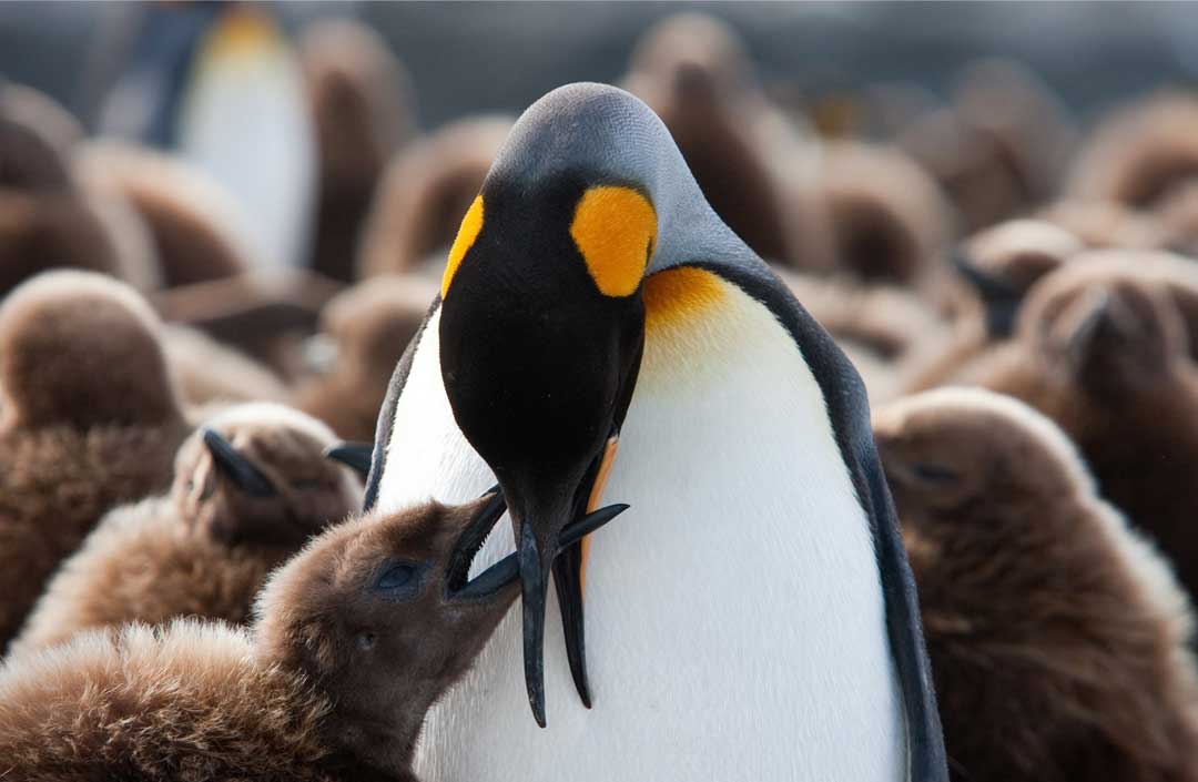 南乔治亚岛的王企鹅